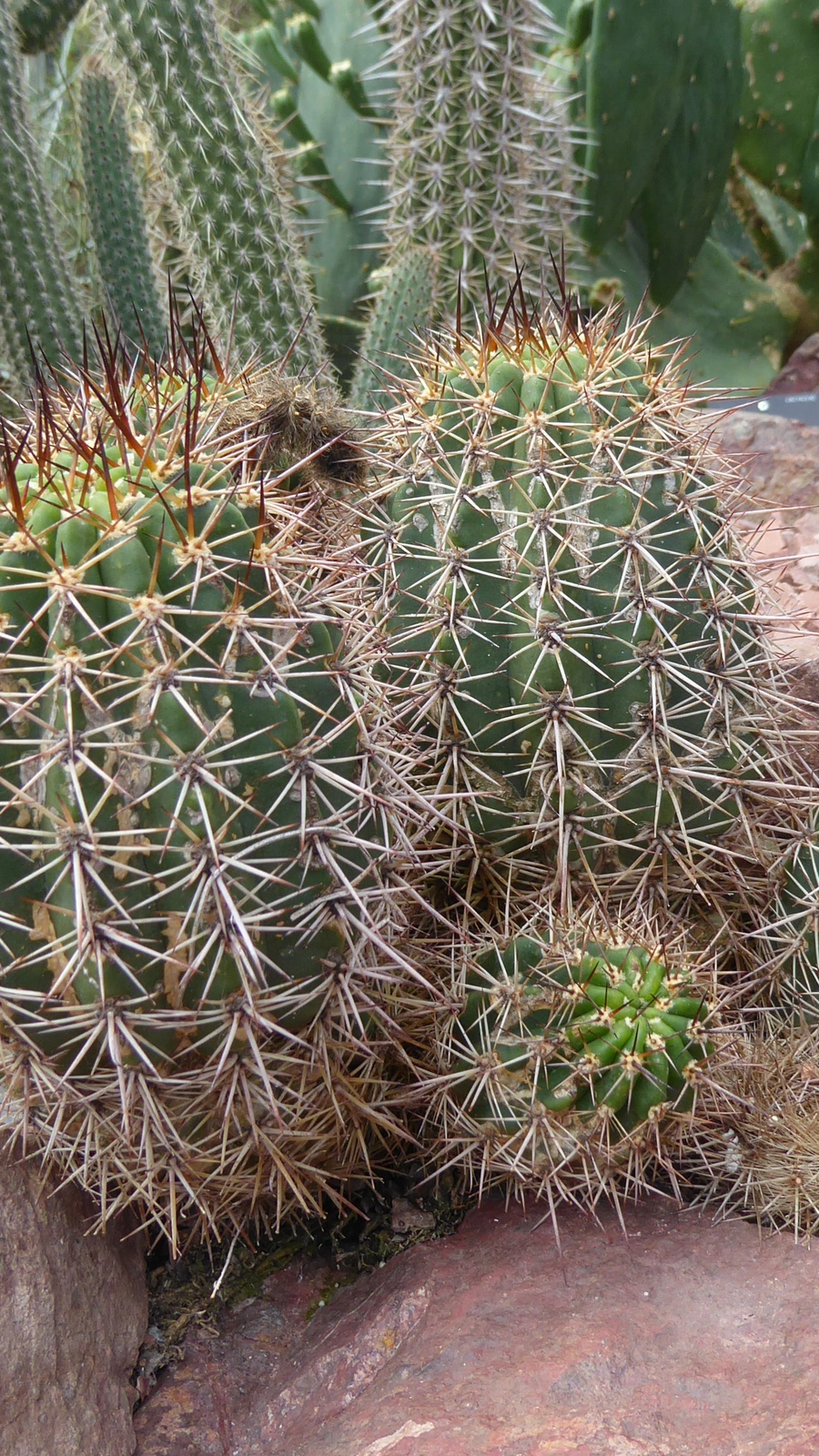 Echinopsis crassicaulis