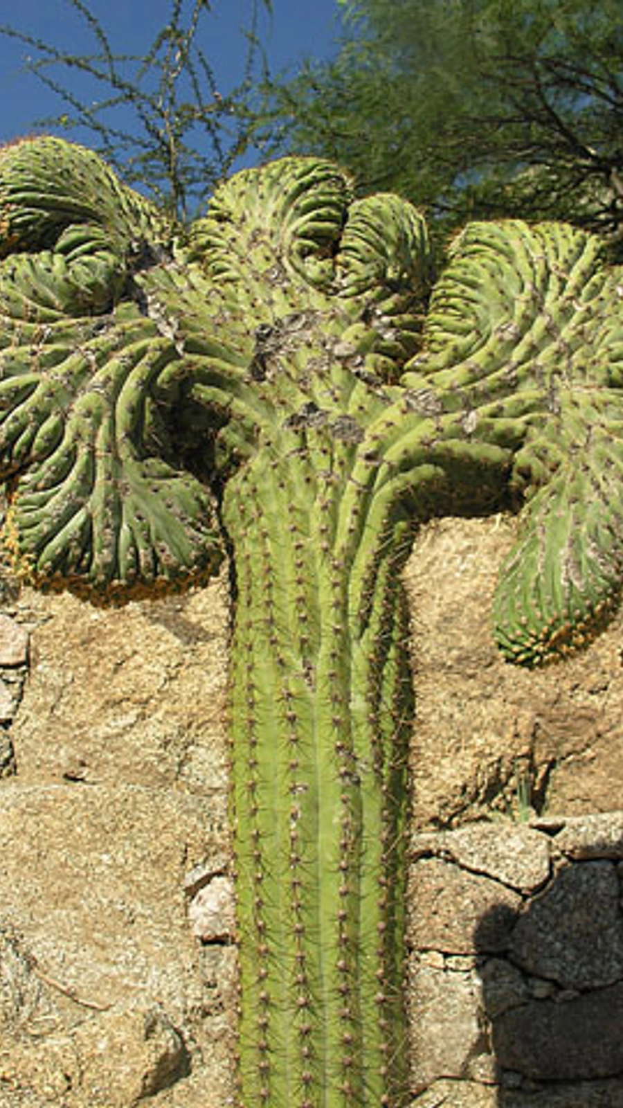 Echinopsis gigantea