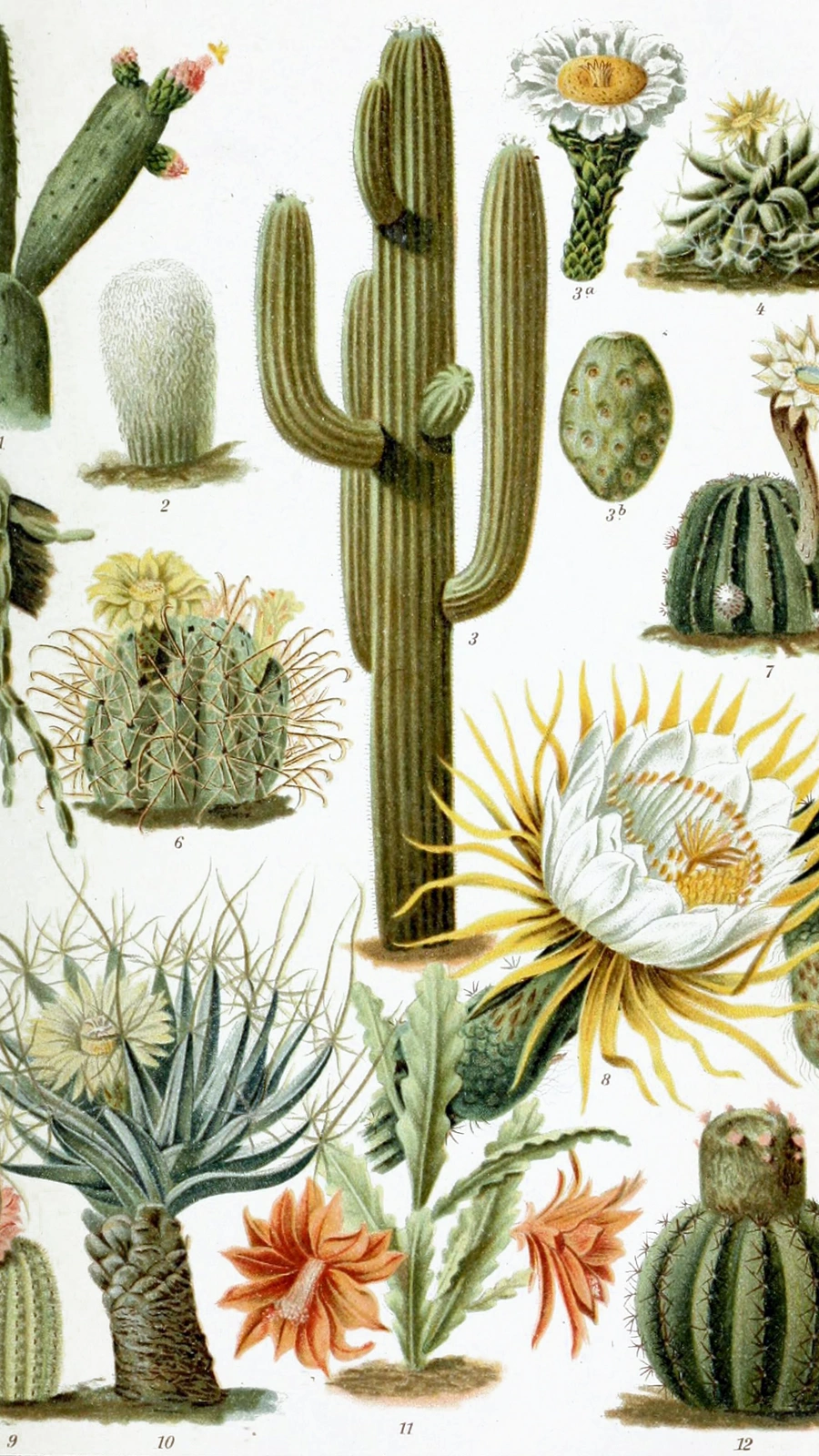 Echinopsis gigantea