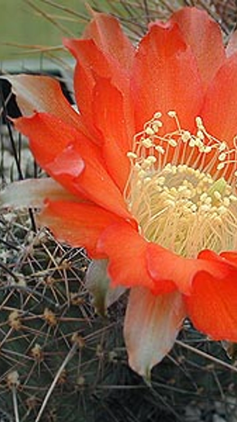 Echinopsis haematantha