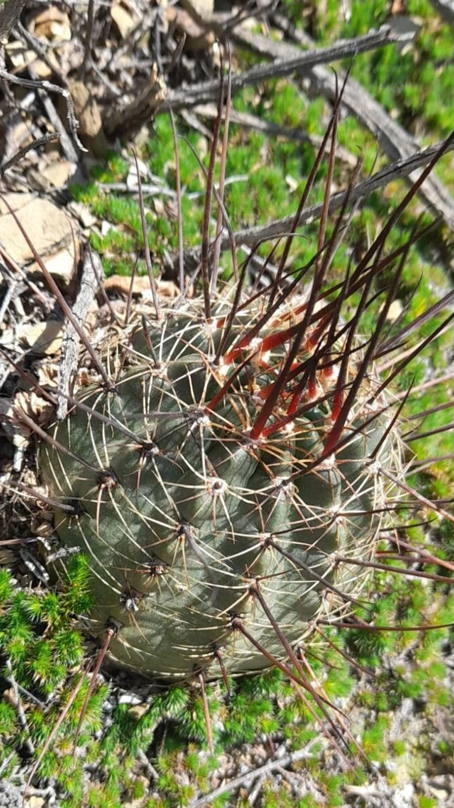 Echinopsis haematantha