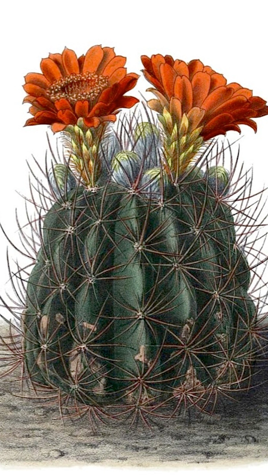 Echinopsis lateritia