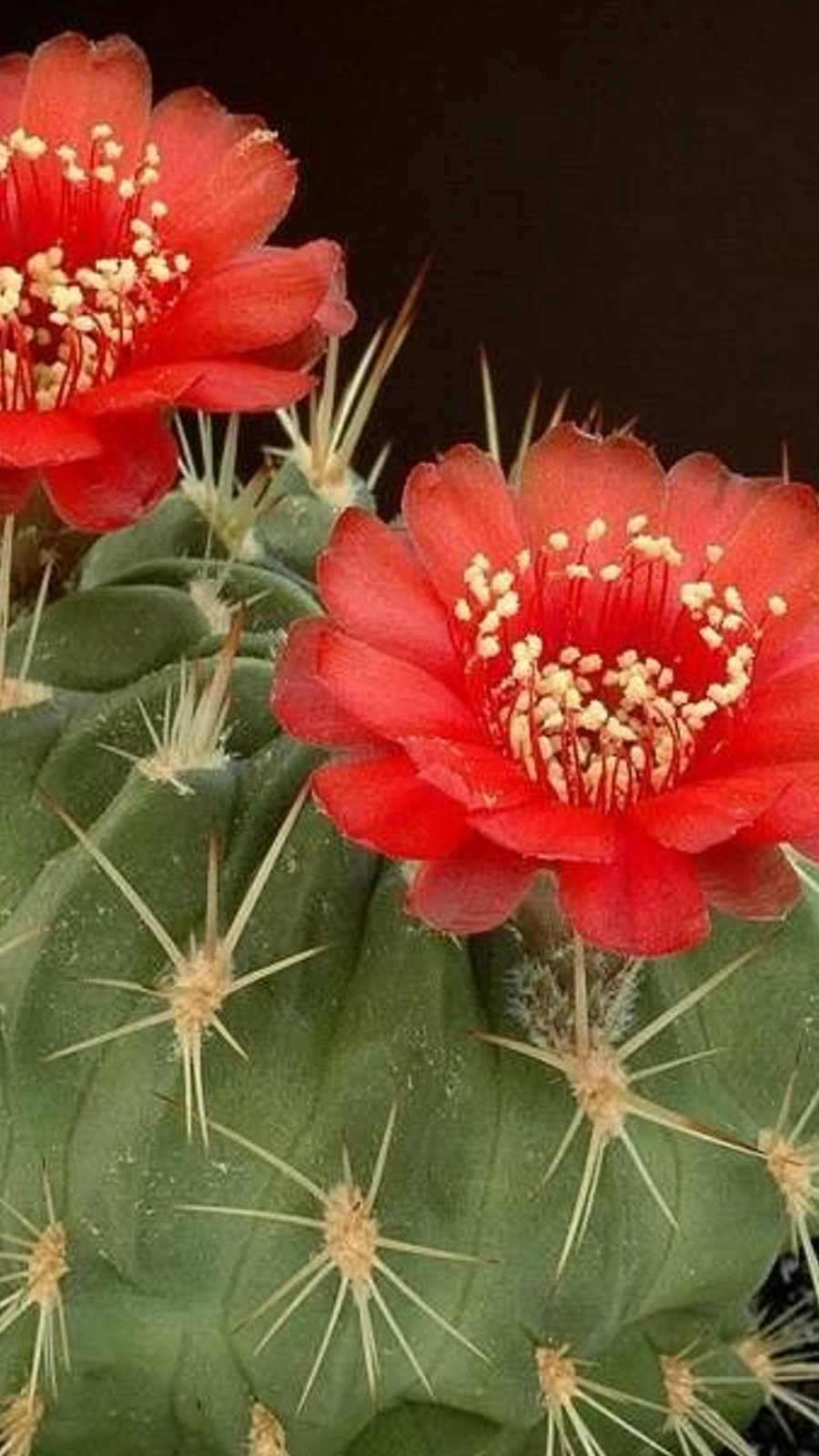 Echinopsis lateritia