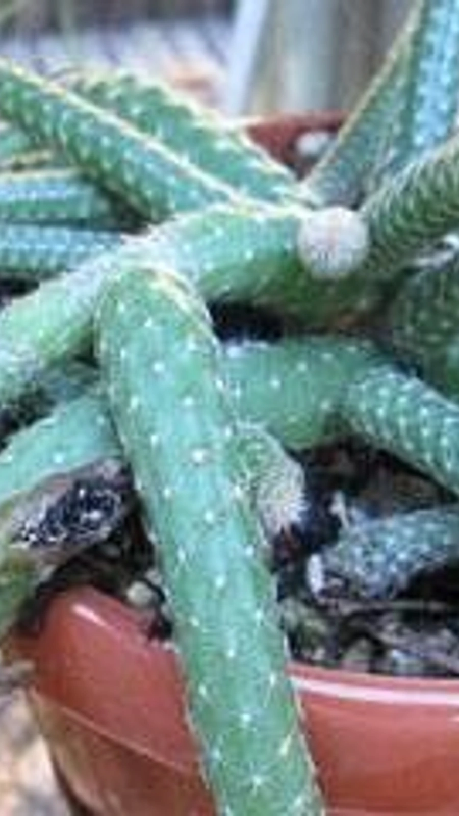 Echinopsis luisramirezii