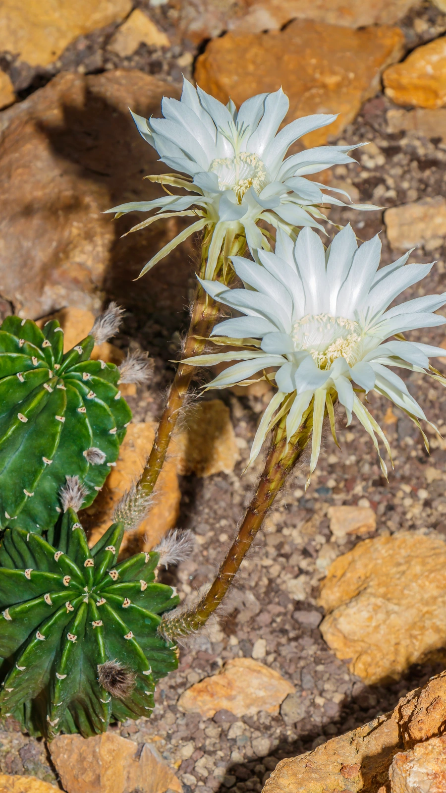 Echinopsis mamillosa