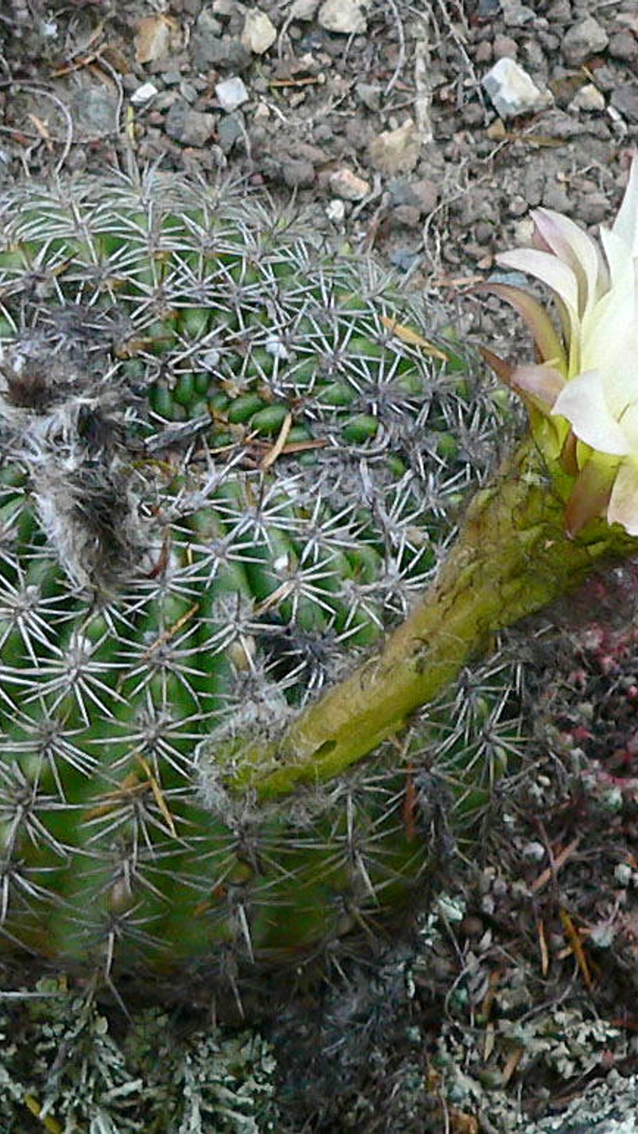 Echinopsis mamillosa