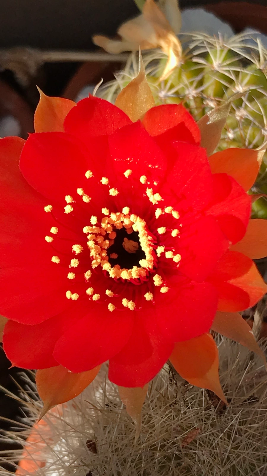 Echinopsis marsoneri