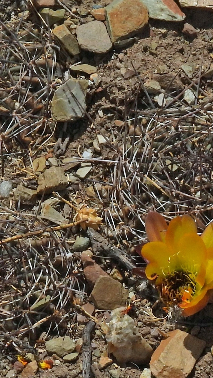 Echinopsis marsoneri