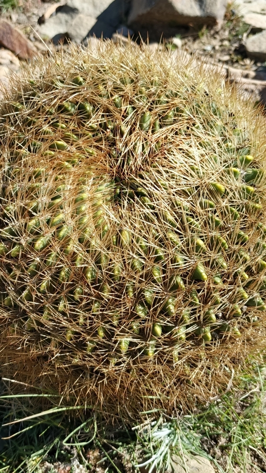 Echinopsis minutiflora