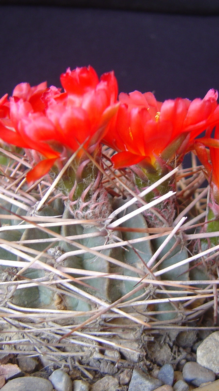 Echinopsis oligotricha