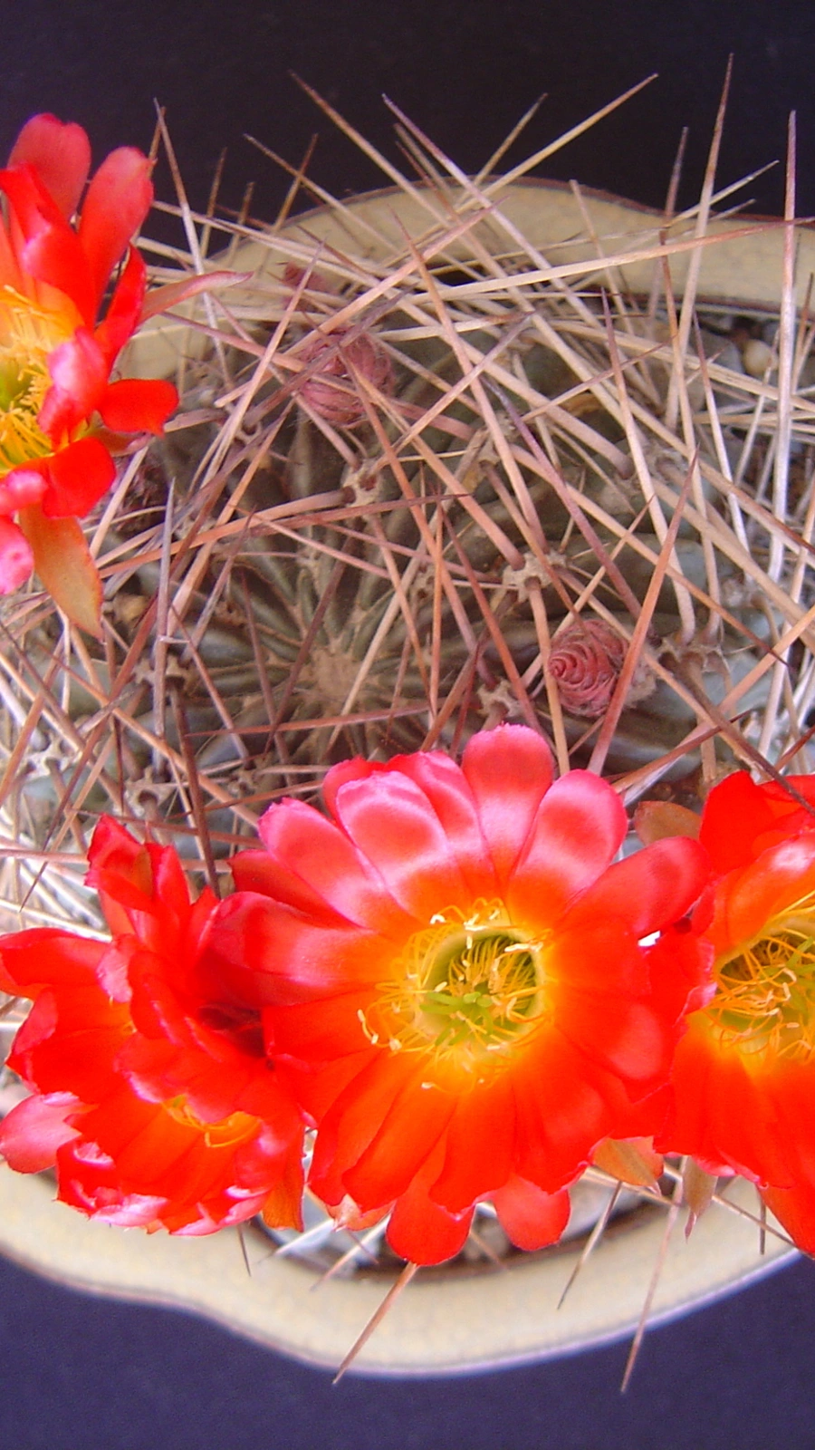 Echinopsis oligotricha