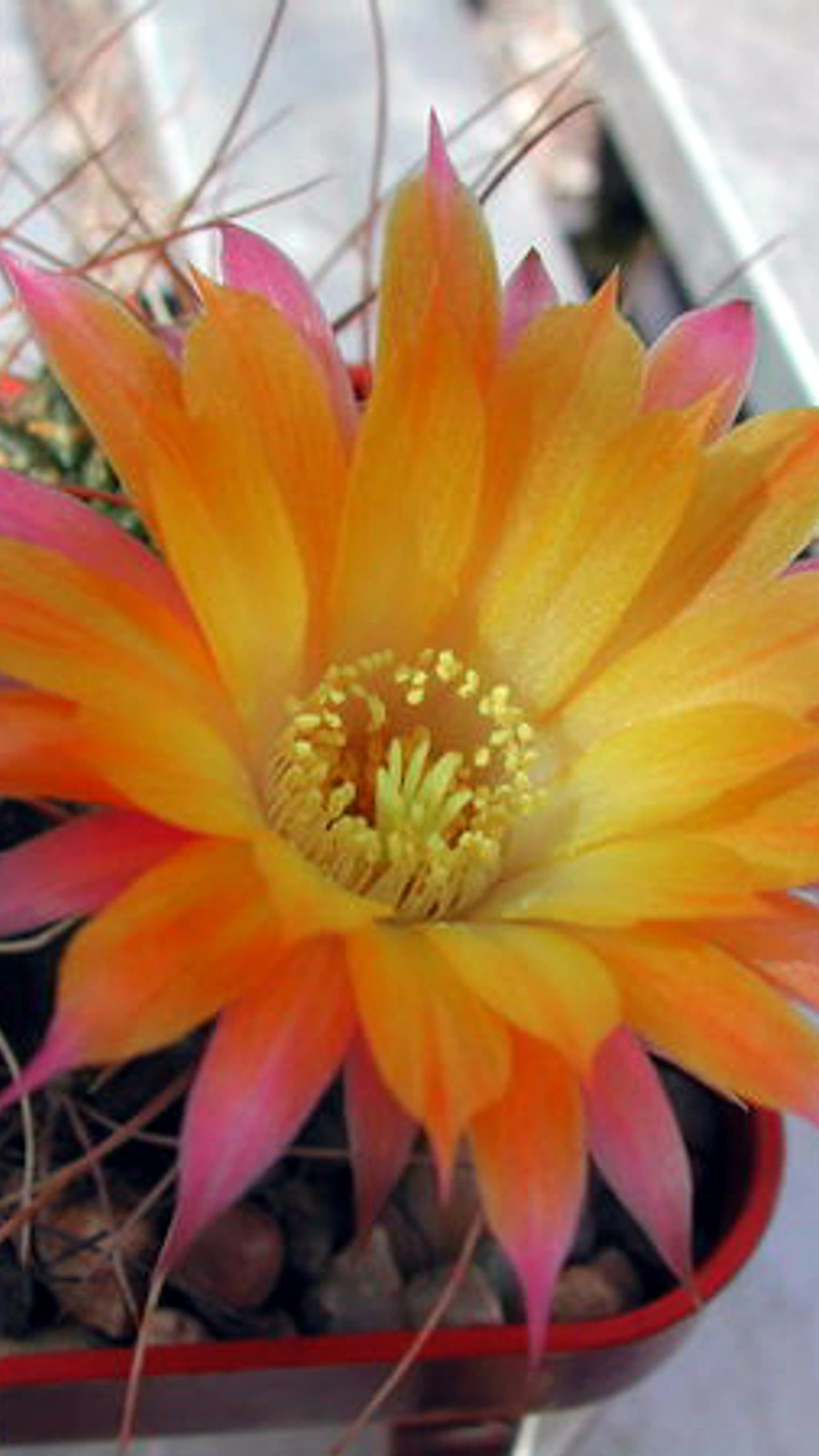 Echinopsis pampana