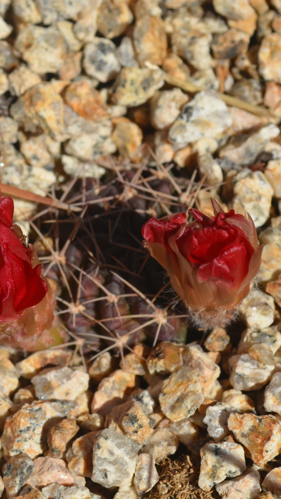 Echinopsis pampana