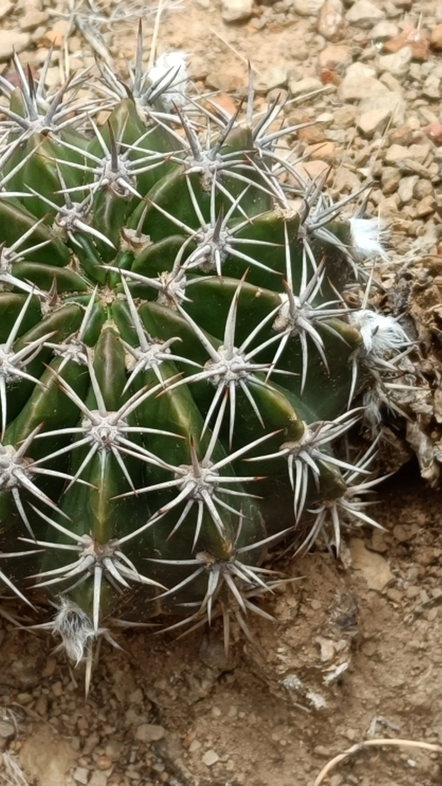 Echinopsis pamparuizii