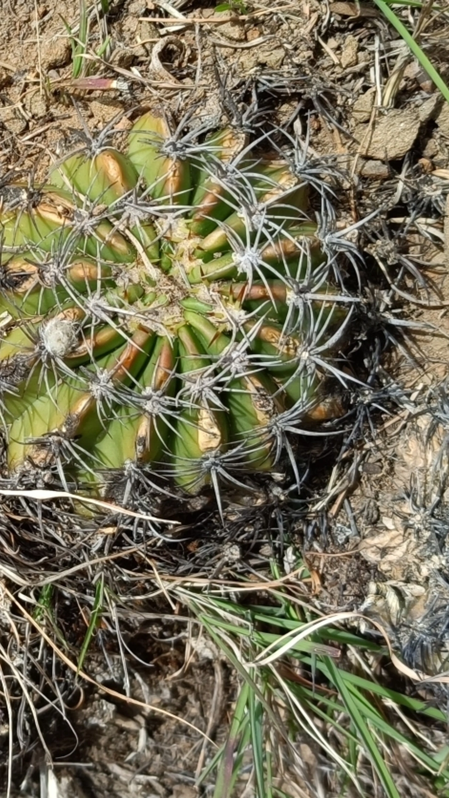 Echinopsis pamparuizii