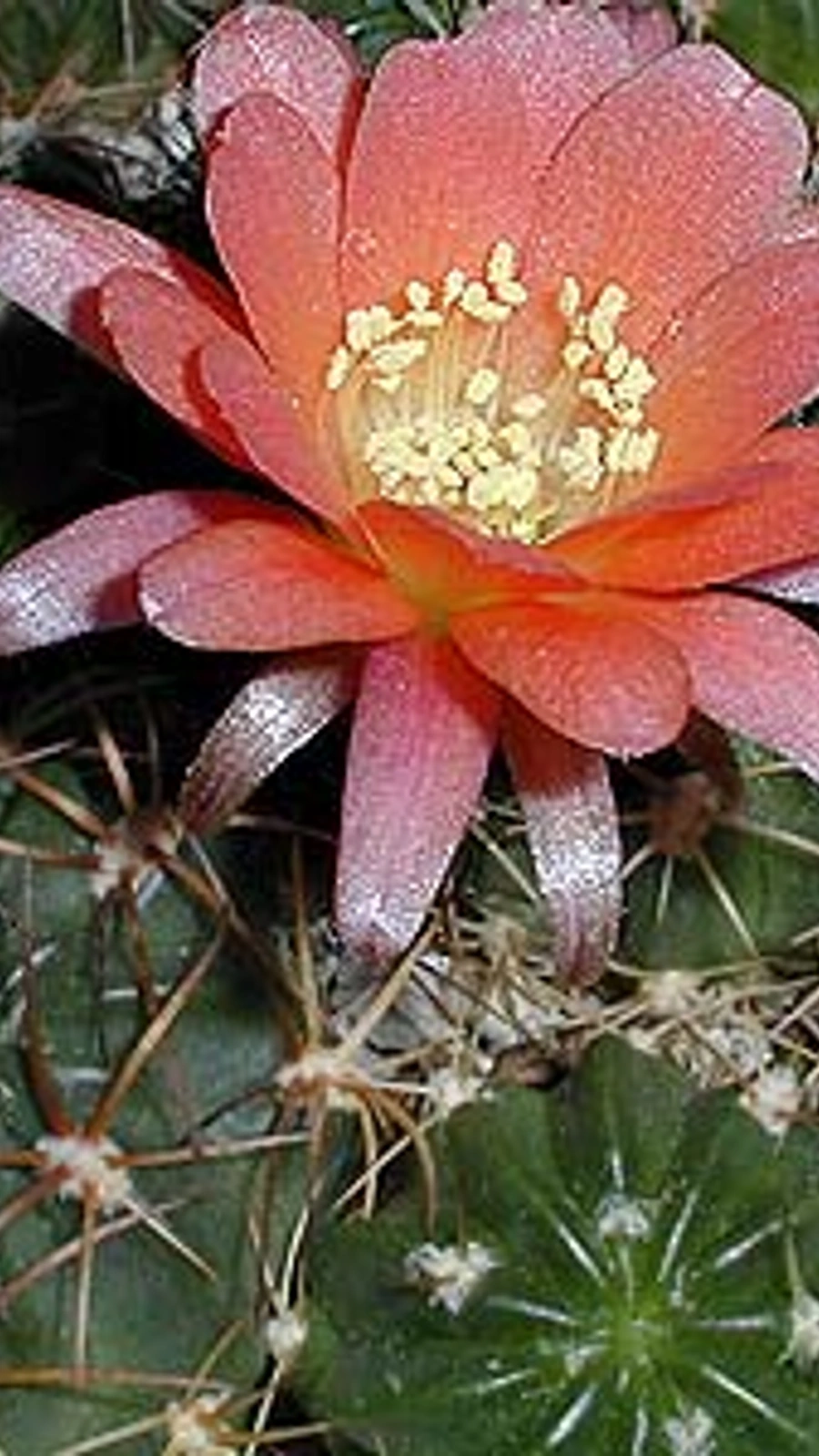 Echinopsis pentlandii