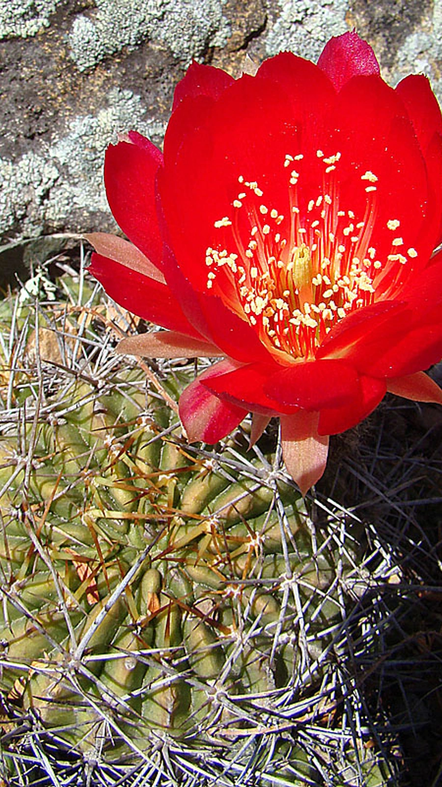 Echinopsis pentlandii