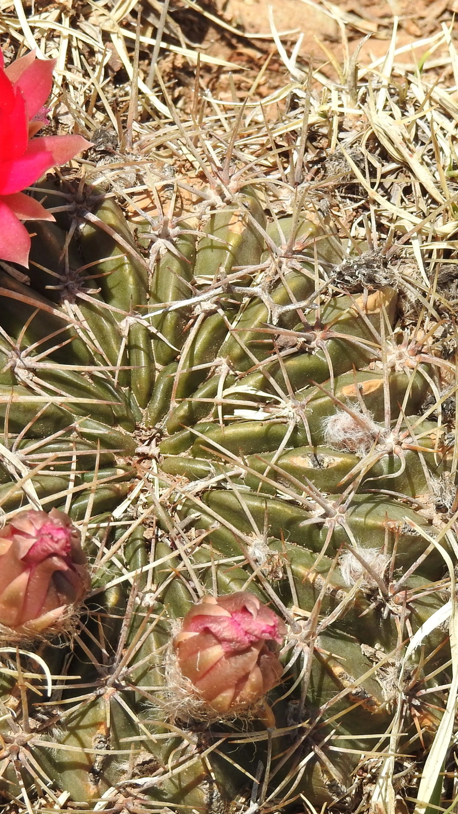 Echinopsis pugionacantha