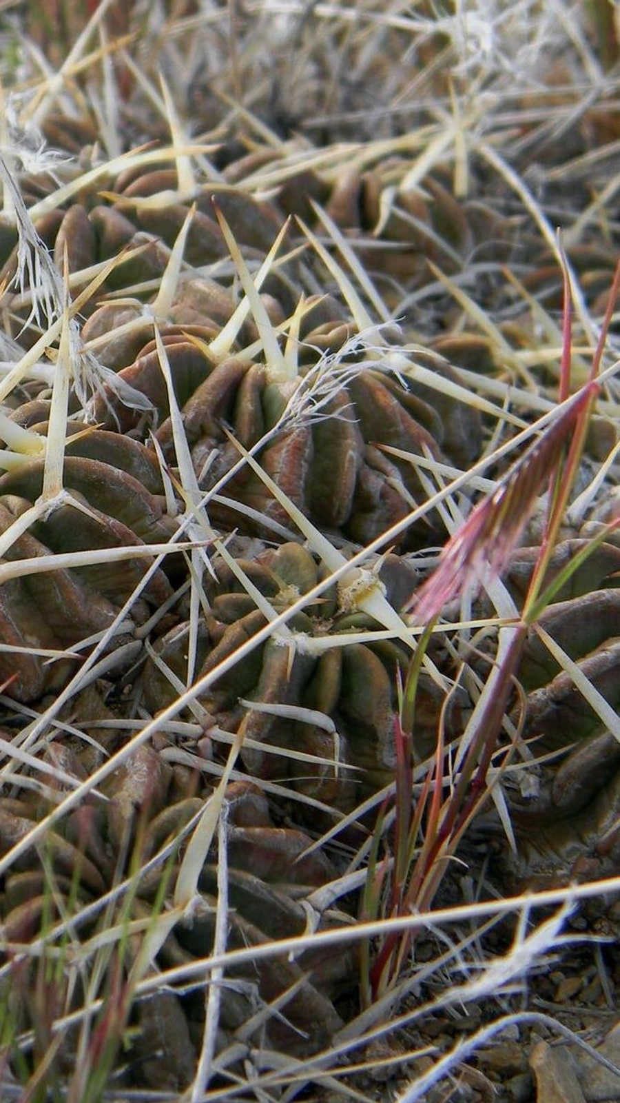 Echinopsis pugionacantha
