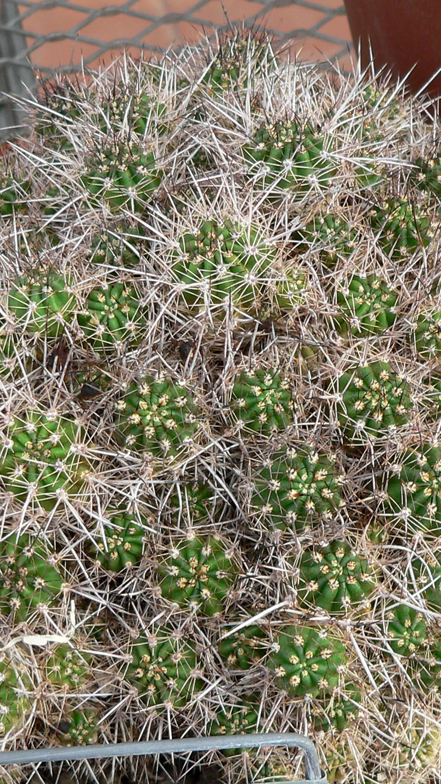Echinopsis rauschii