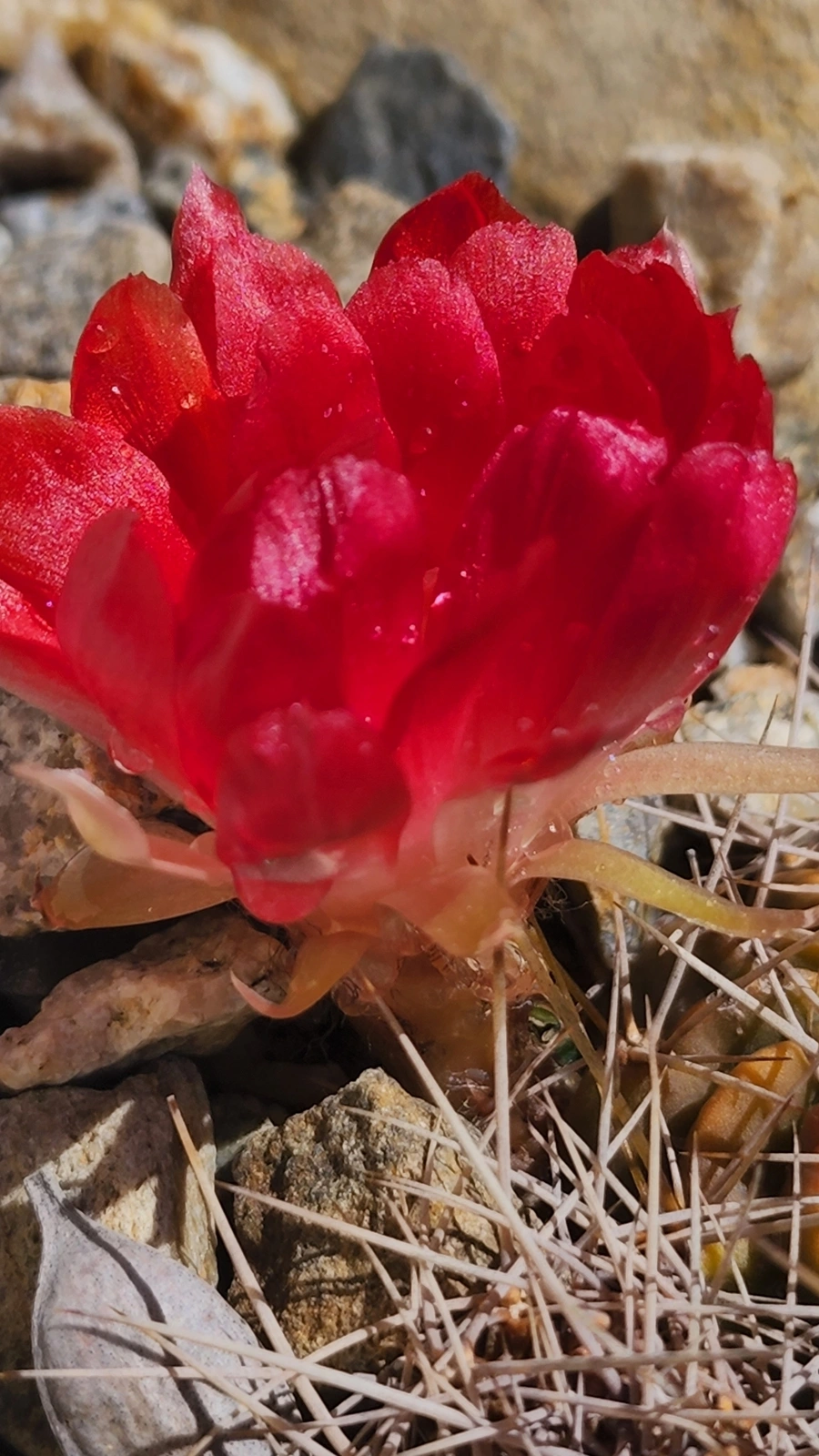 Echinopsis rauschii
