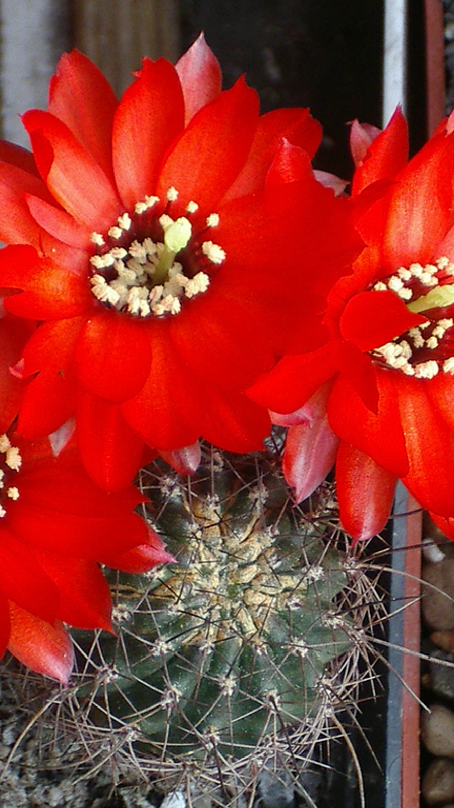 Echinopsis saltensis