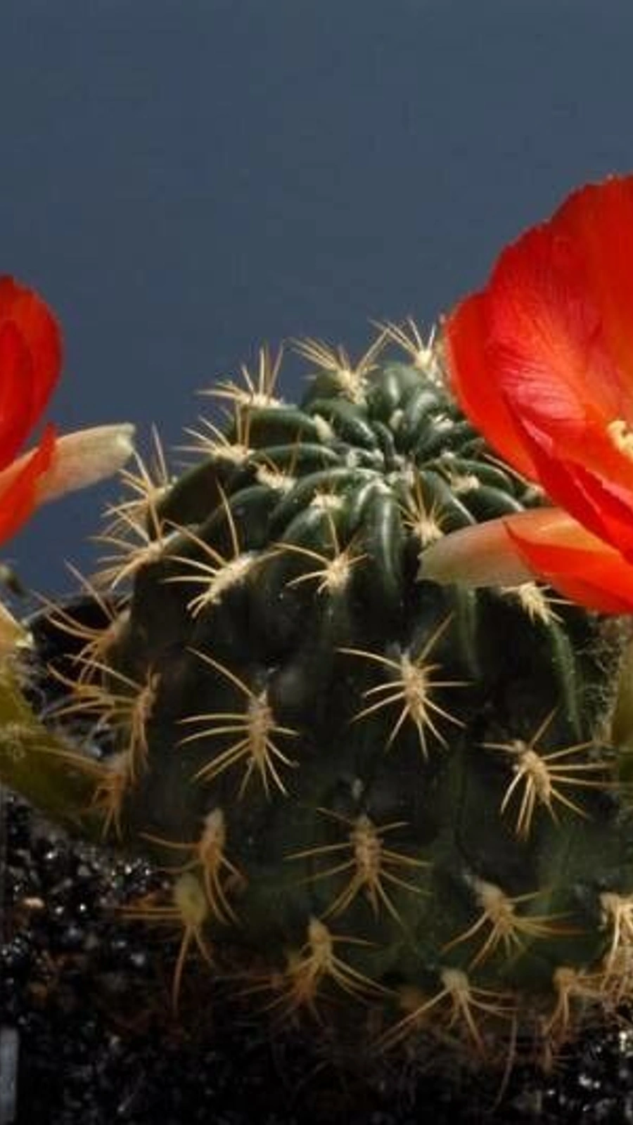 Echinopsis saltensis
