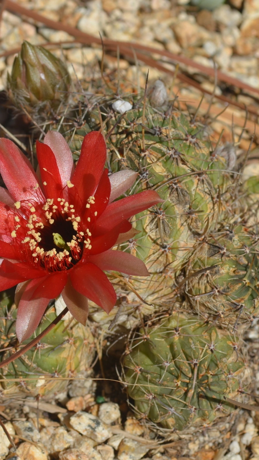 Echinopsis schreiteri