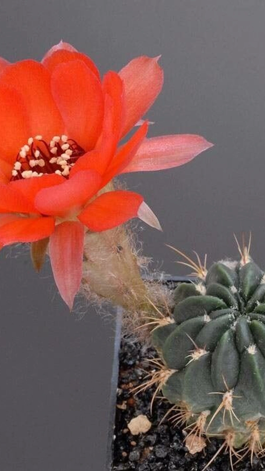 Echinopsis schreiteri