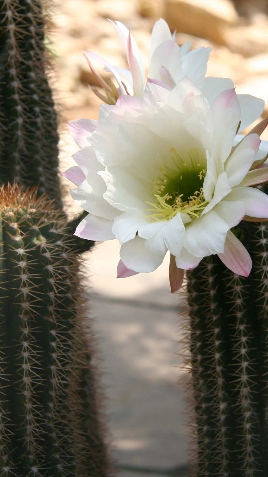 Echinopsis smrziana