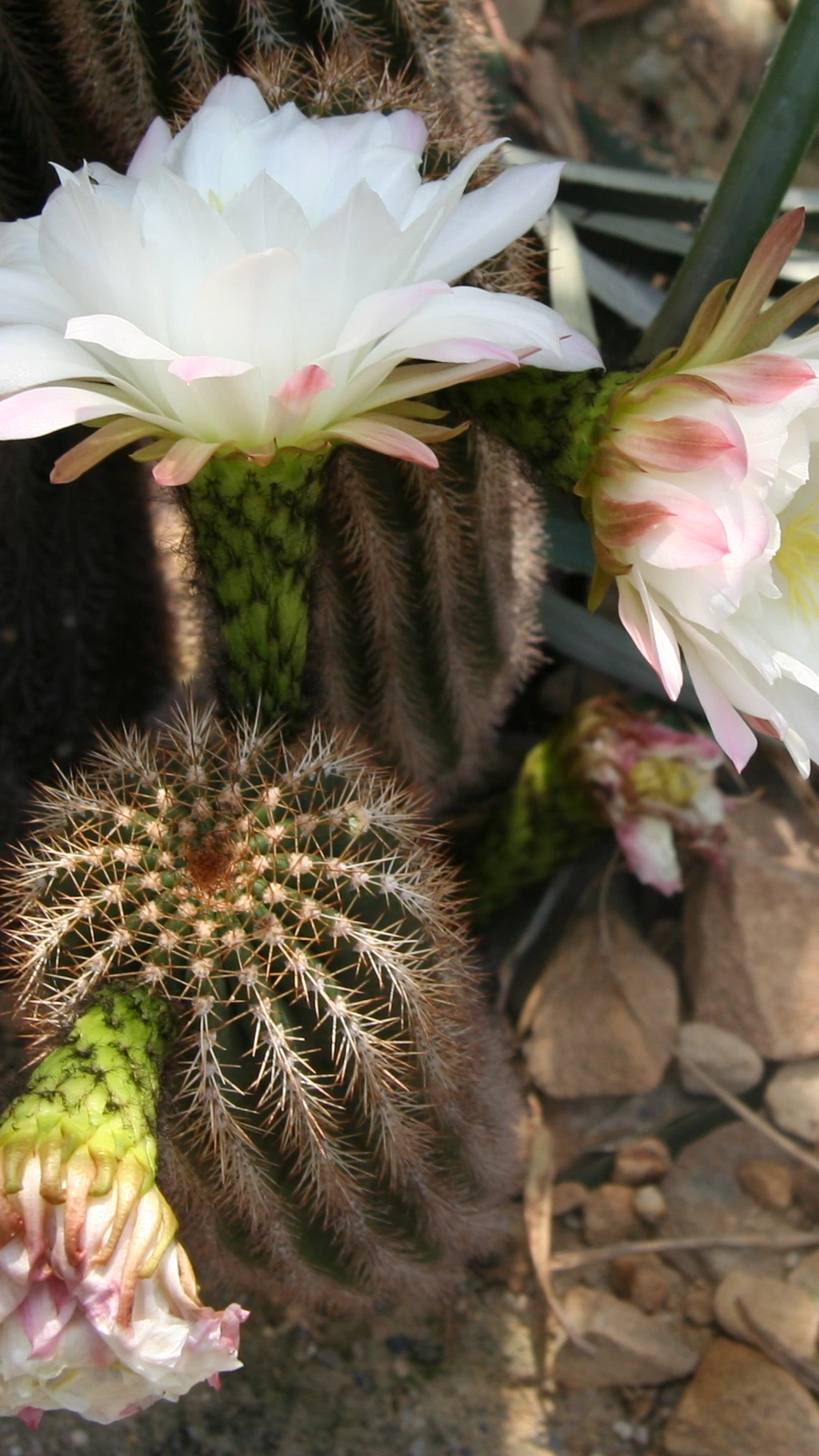 Echinopsis smrziana