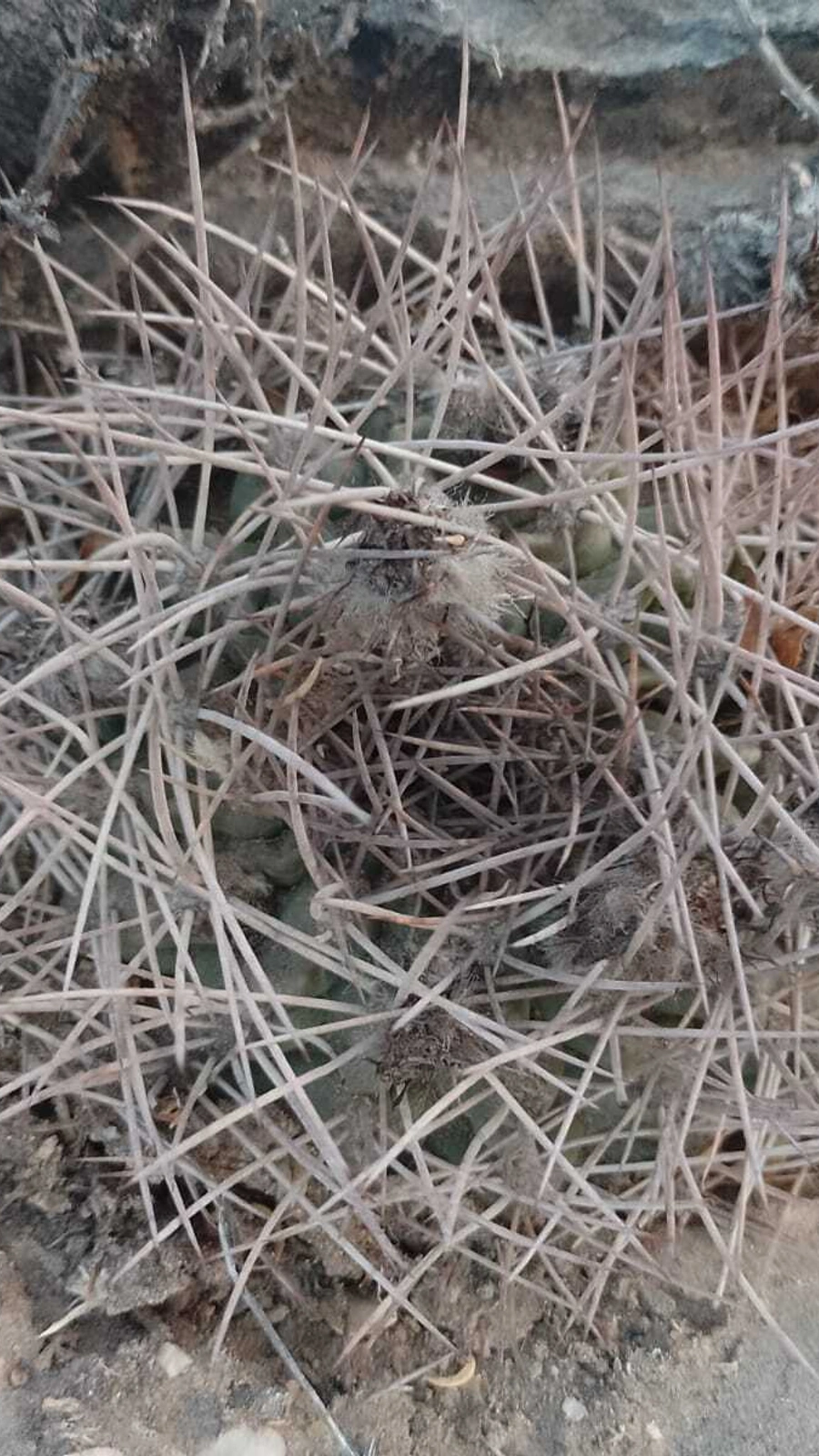Echinopsis stilowiana