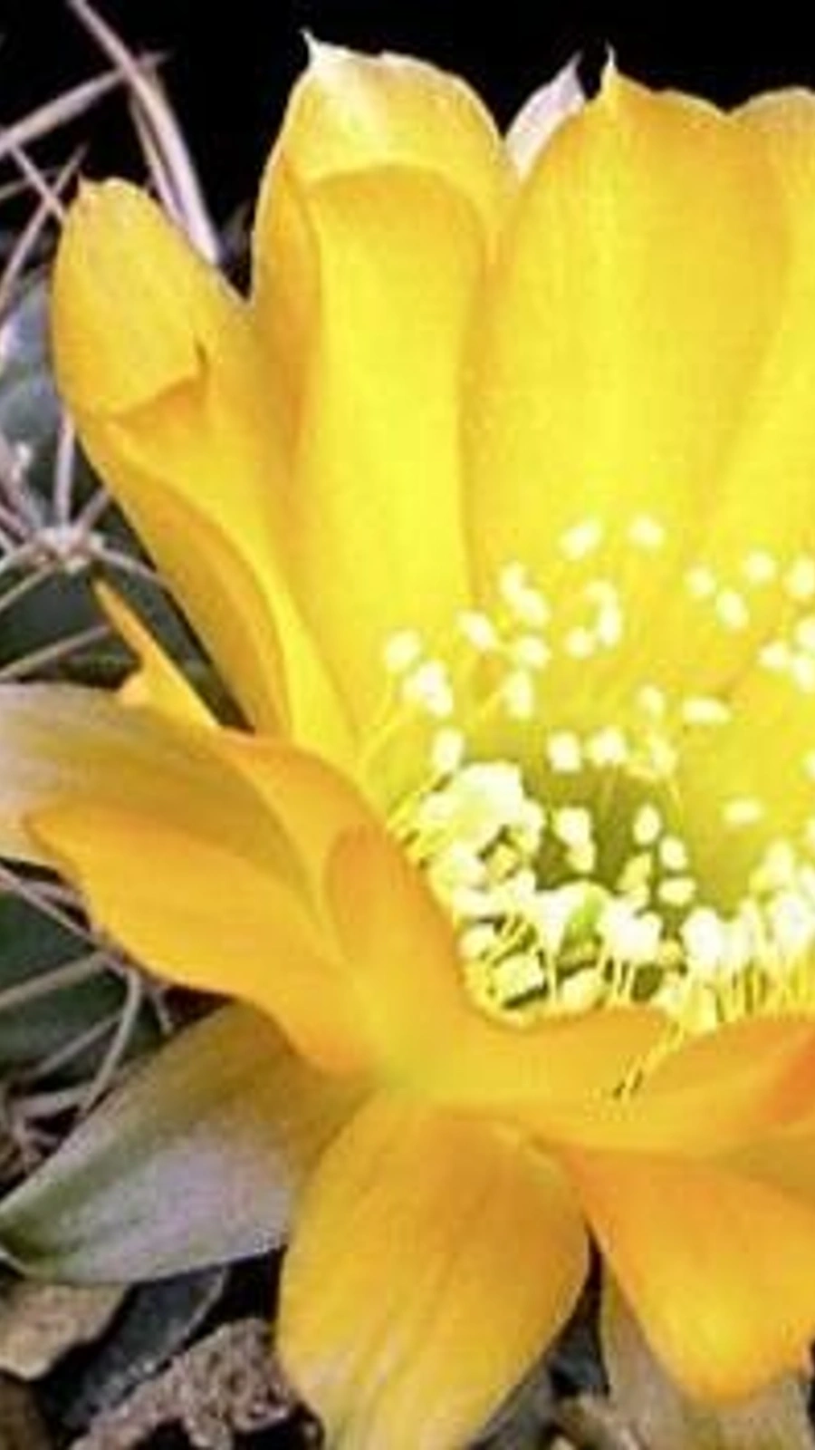 Echinopsis stilowiana