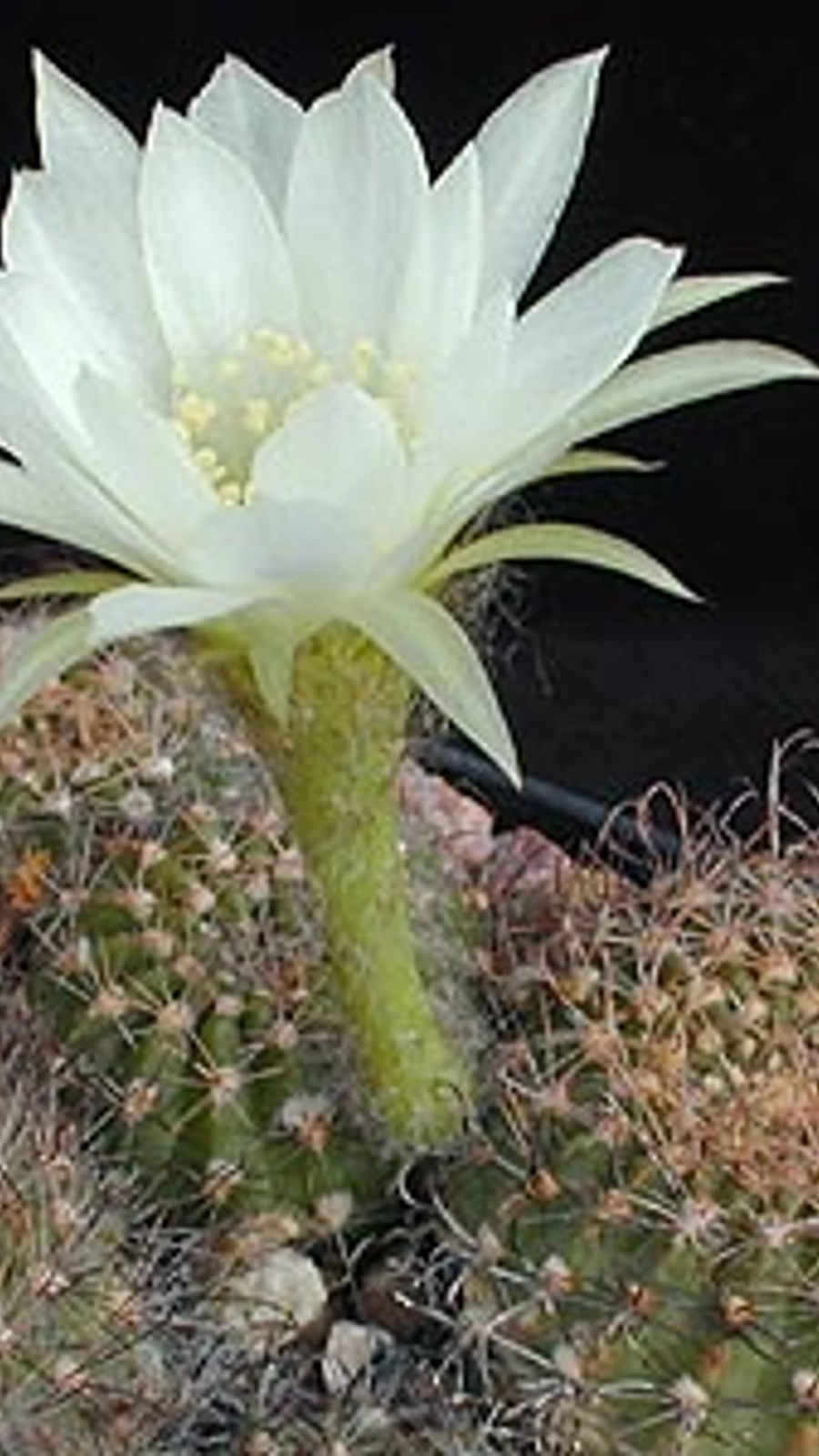 Echinopsis subdenudata