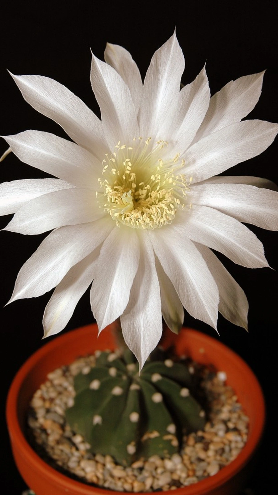 Echinopsis subdenudata