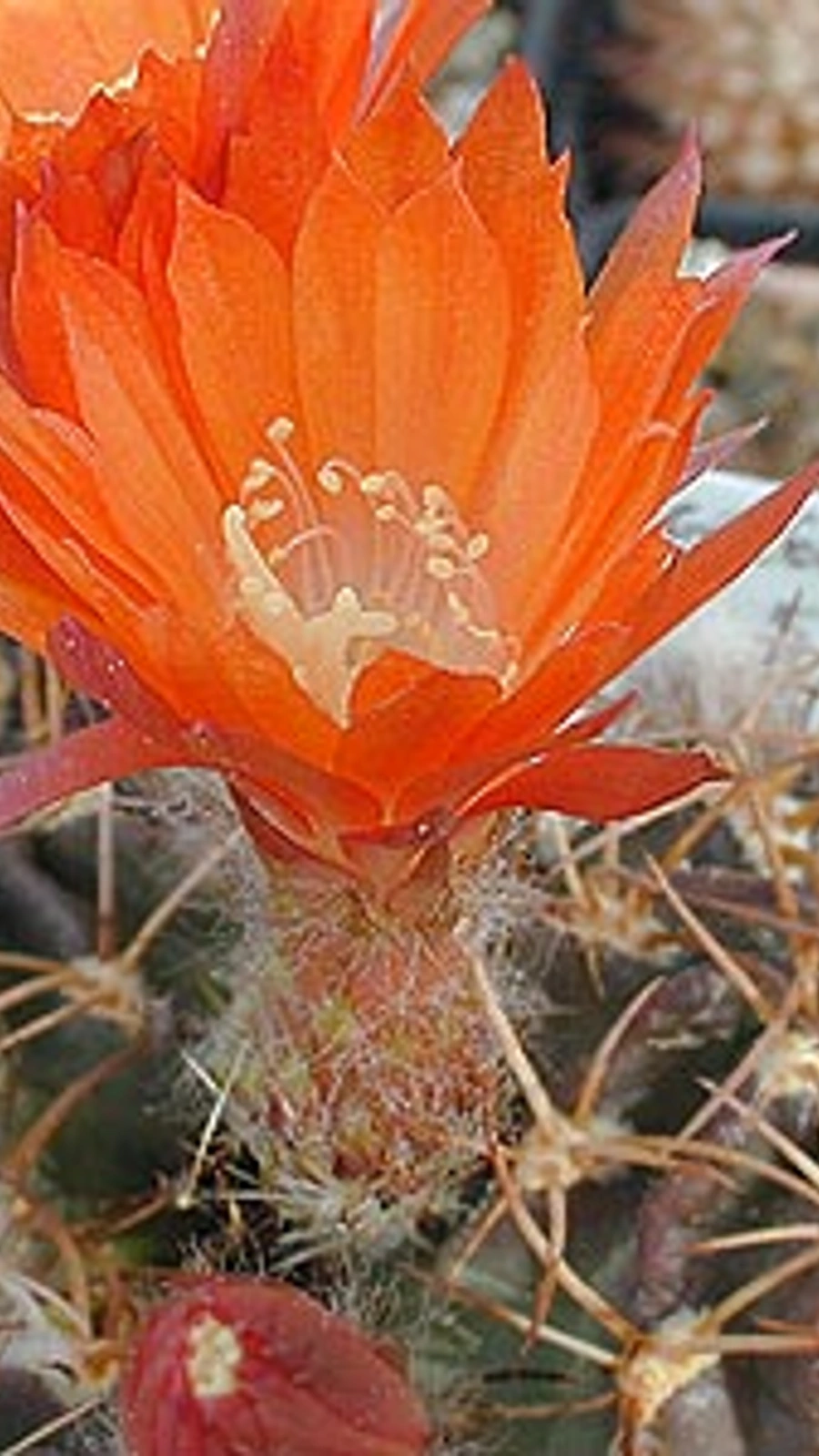 Echinopsis tegeleriana