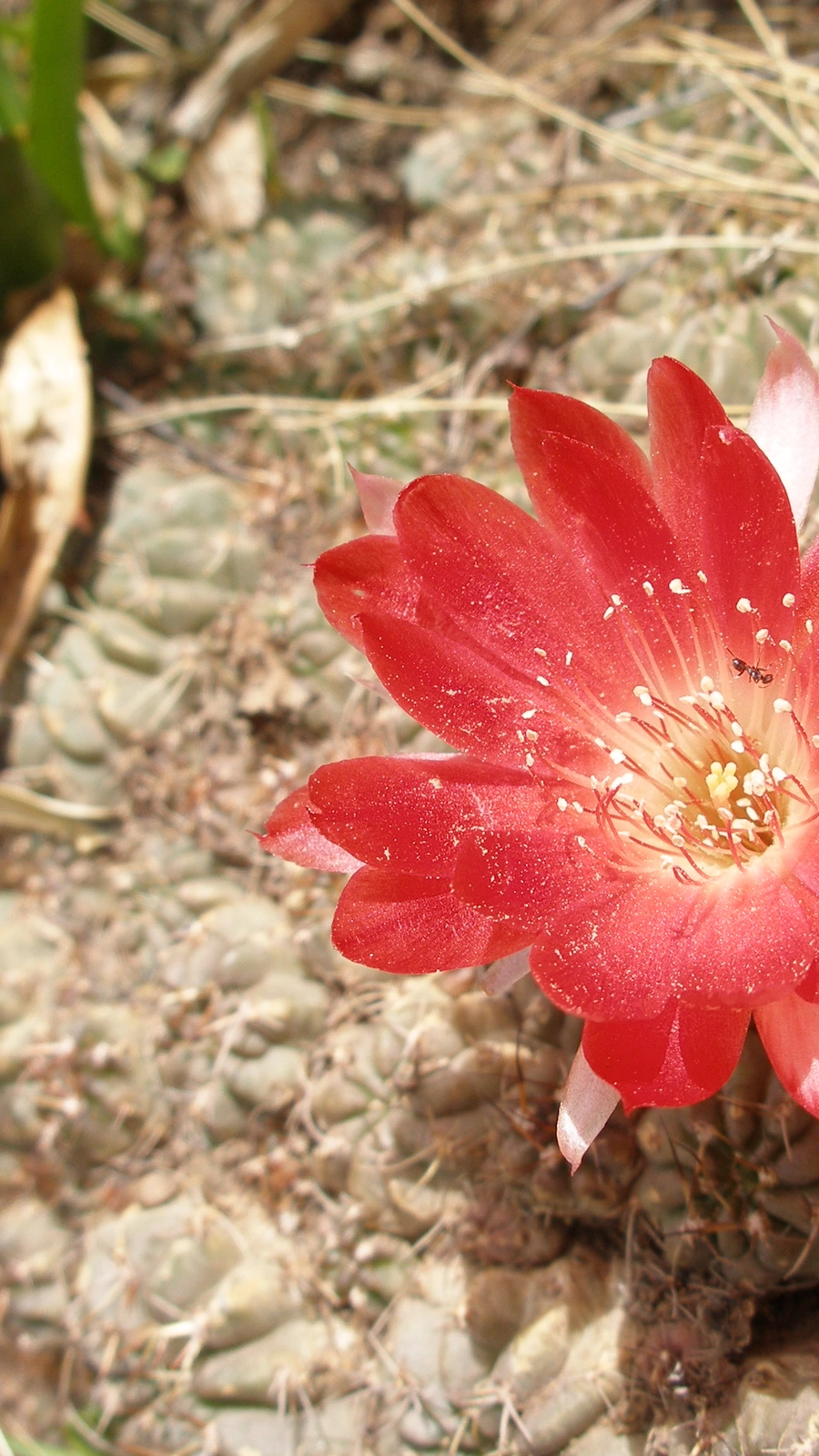 Echinopsis tegeleriana