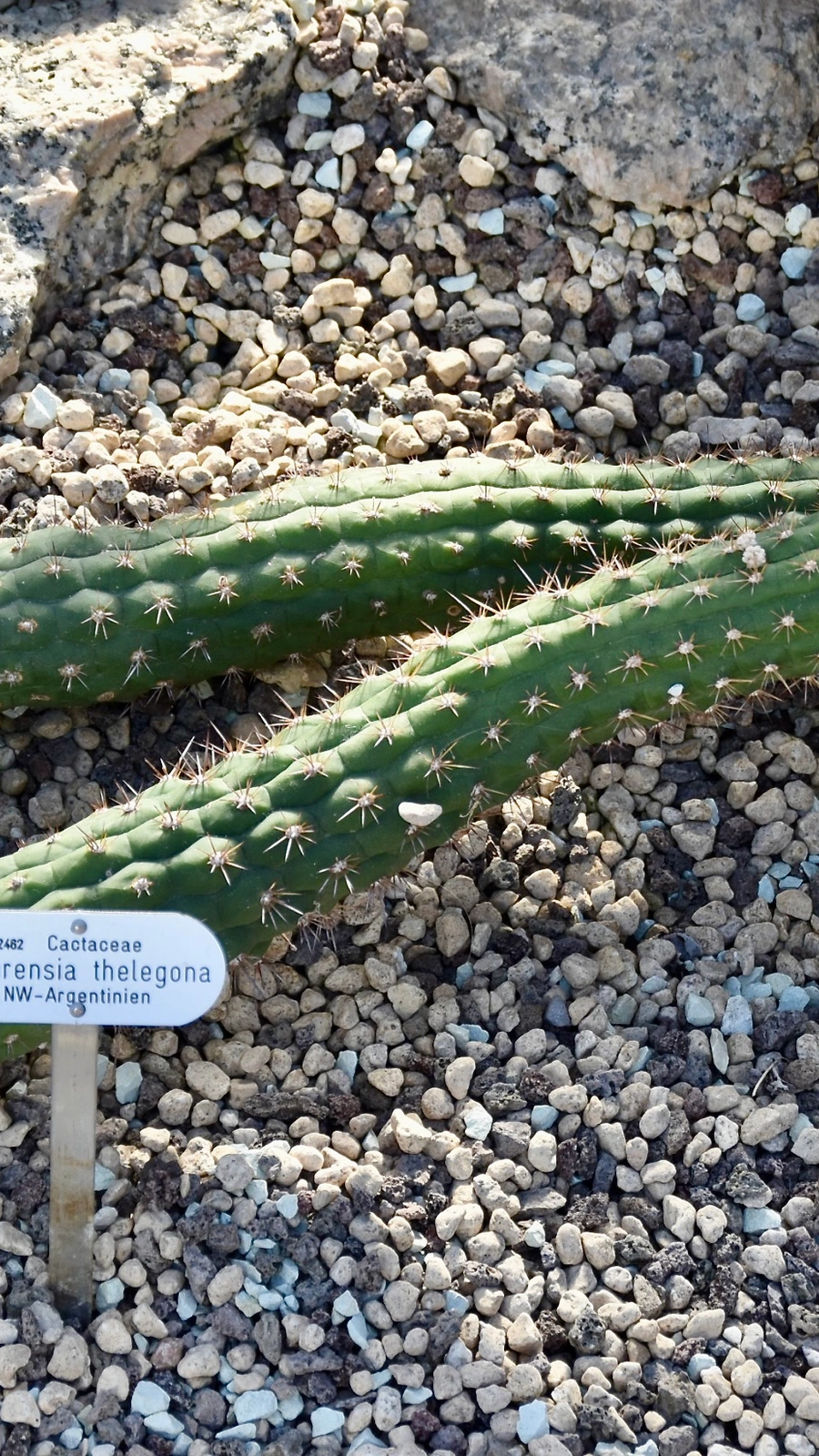 Echinopsis thelegona