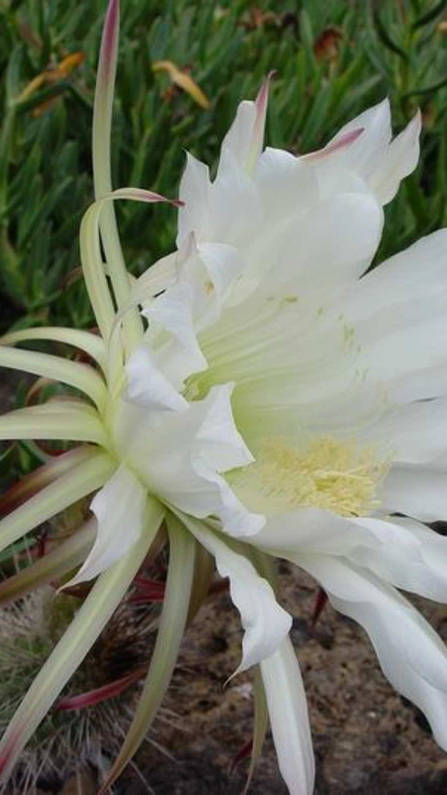 Echinopsis thelegona