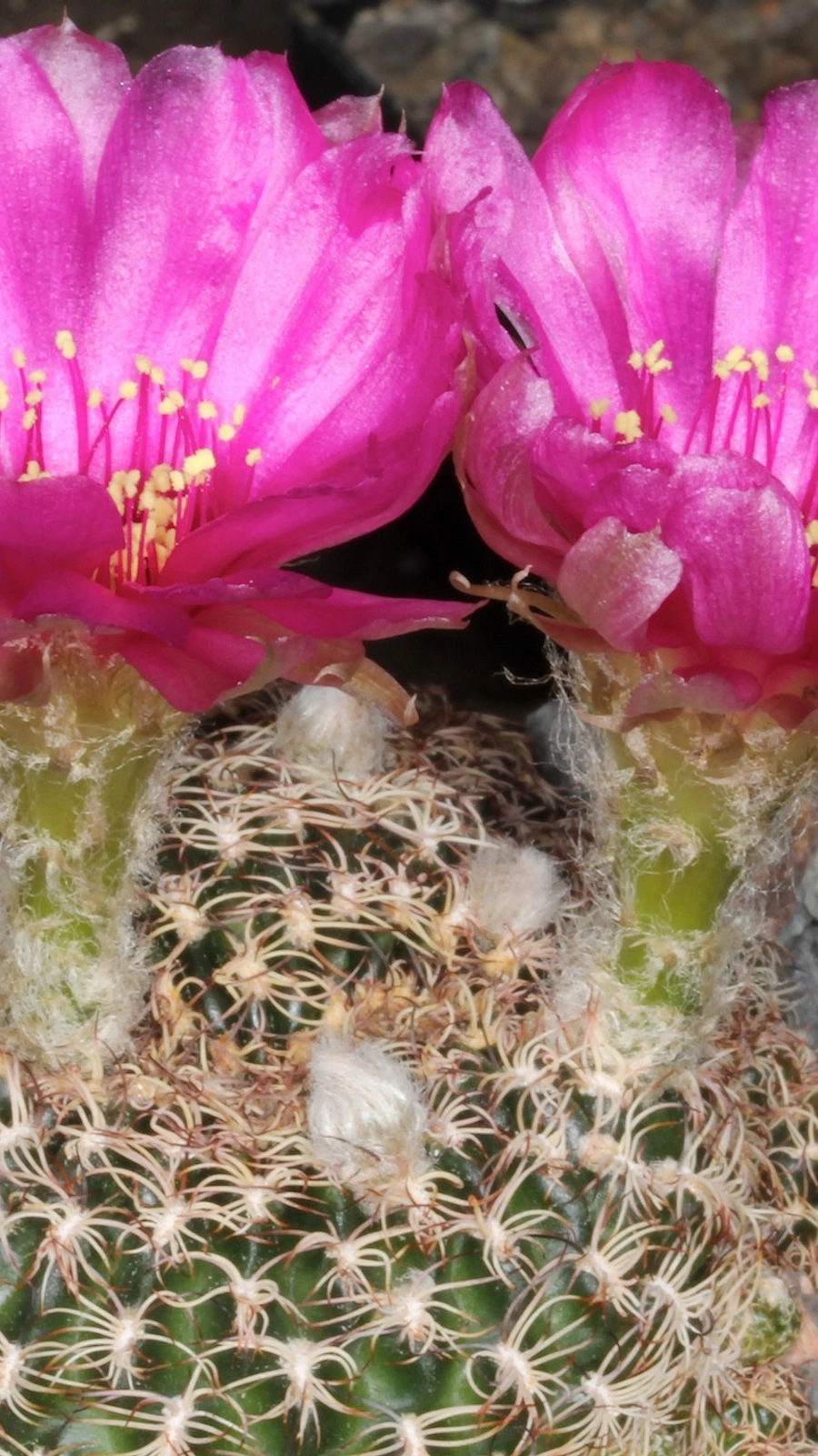 Echinopsis tiegeliana