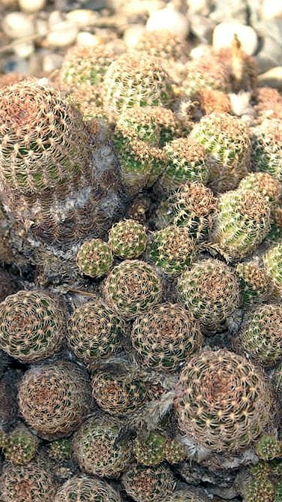 Echinopsis tiegeliana