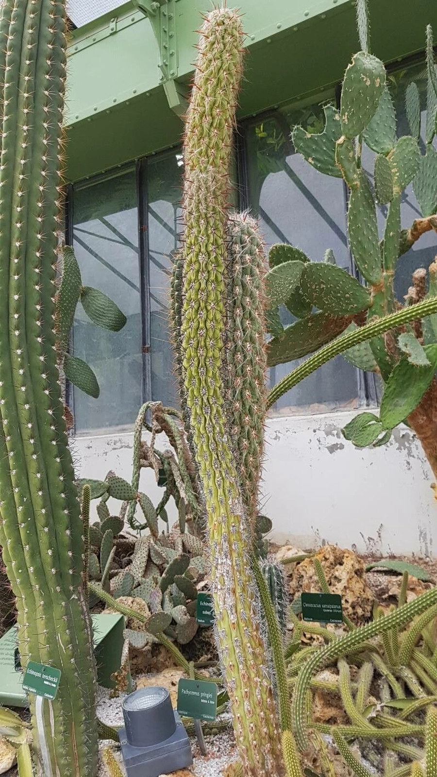 Echinopsis uyupampensis