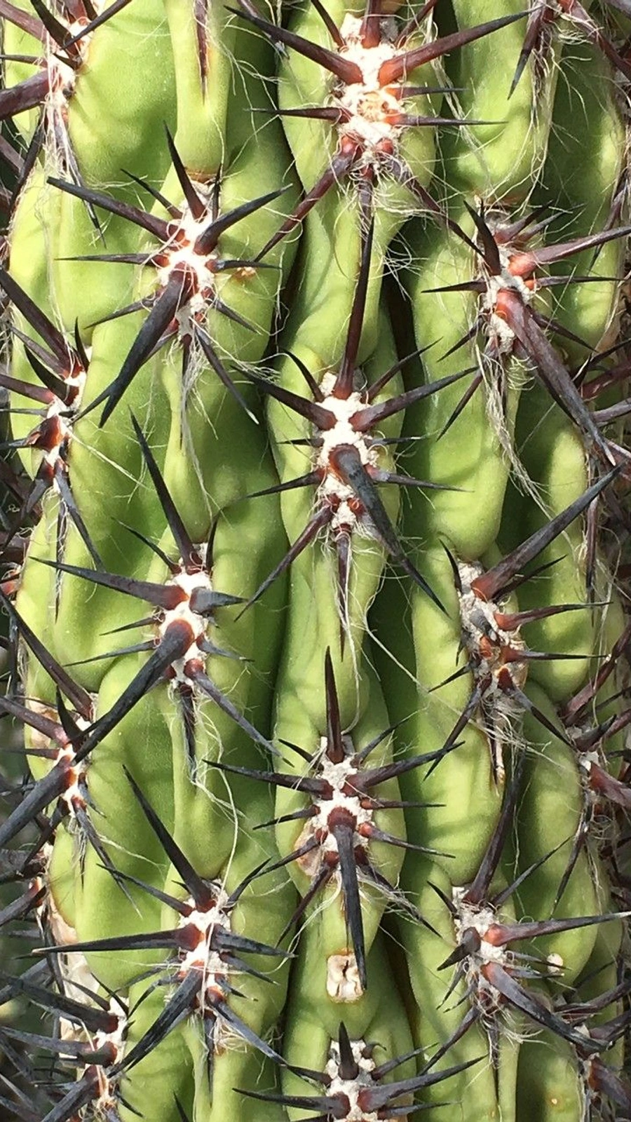 Echinopsis uyupampensis