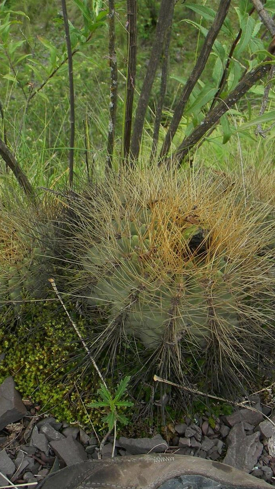 Echinopsis walteri