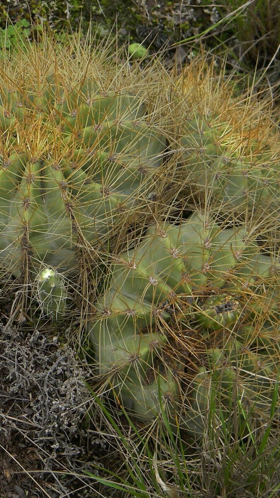 Echinopsis walteri