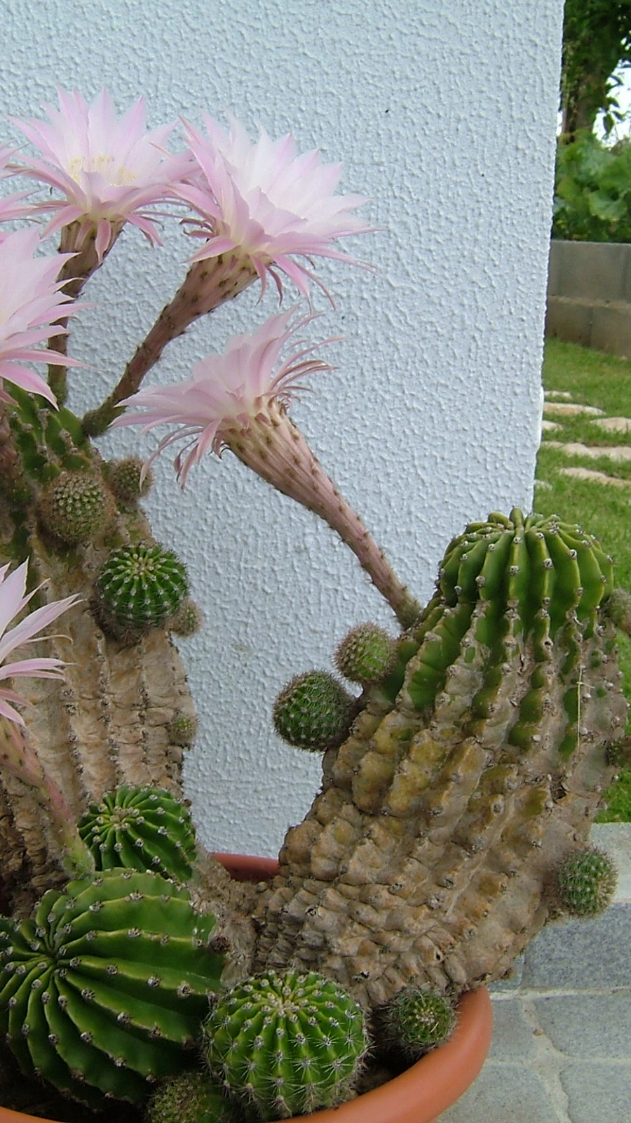 Echinopsis werdermannii