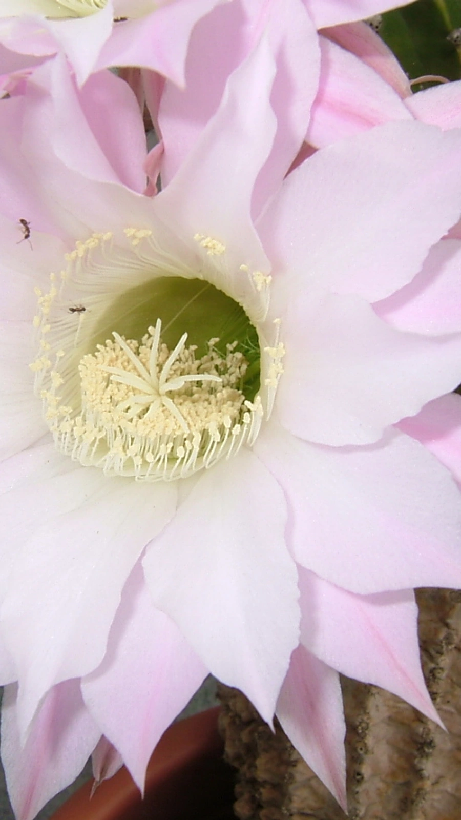 Echinopsis werdermannii