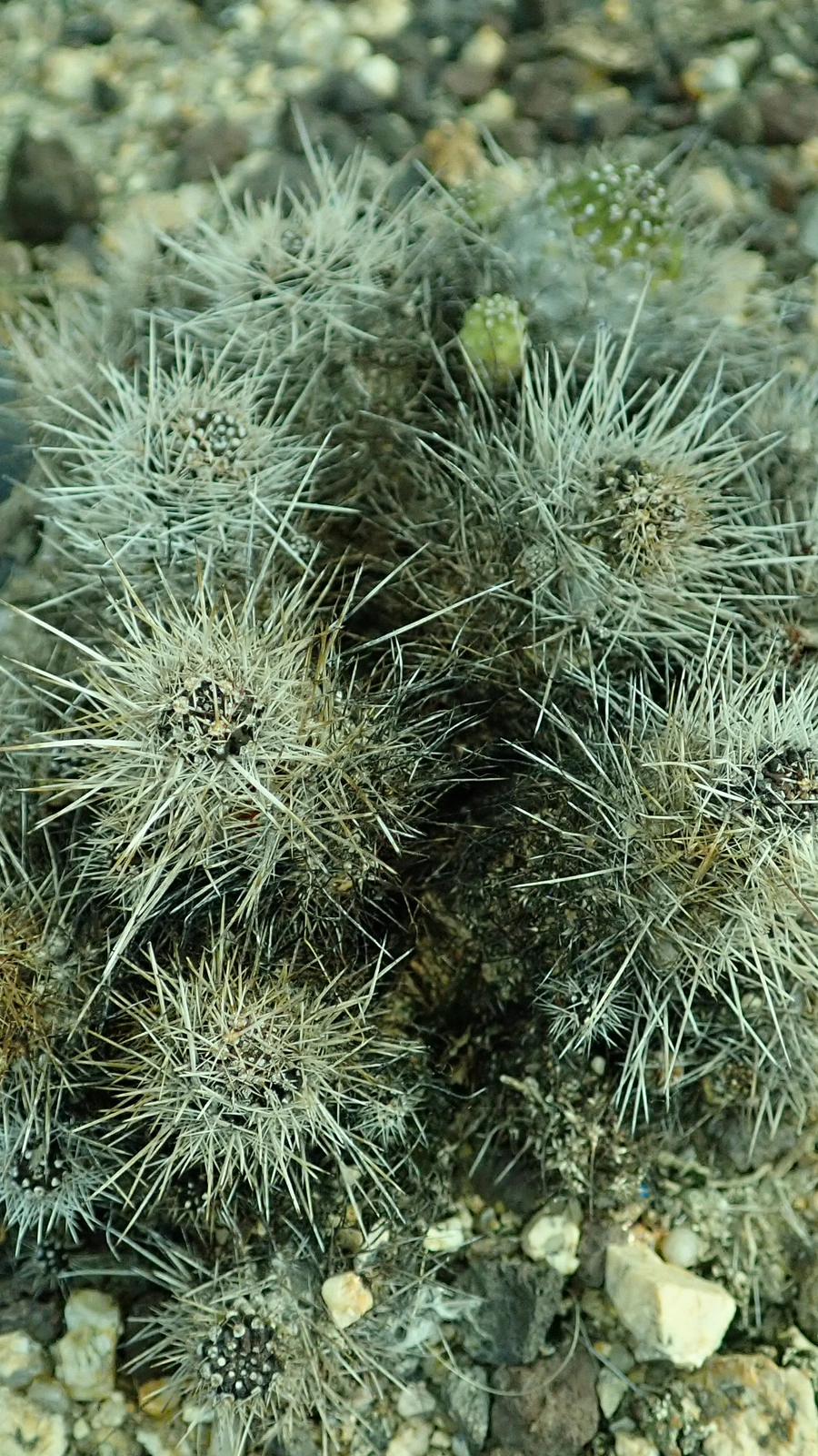 Echinopsis yuquina