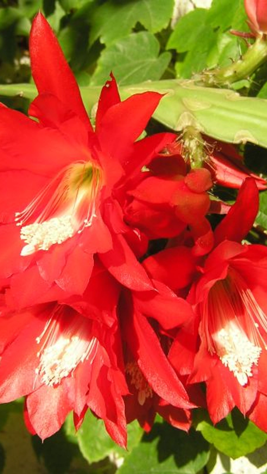 Epiphyllum × jenkinsonii