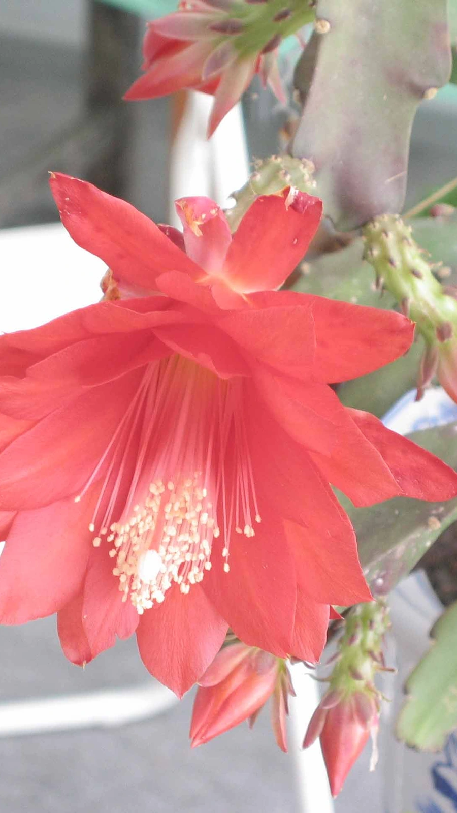 Epiphyllum × jenkinsonii